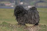 PULI 026